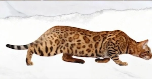 Suche Bengal Katze