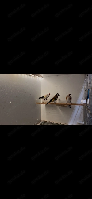 vögel Steglitz aus 24