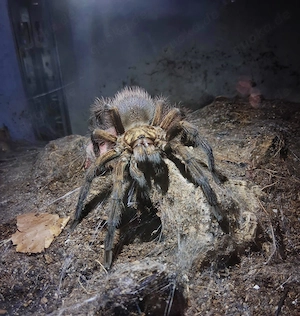 Phormictopus auratus RH 1.0 15 Euro