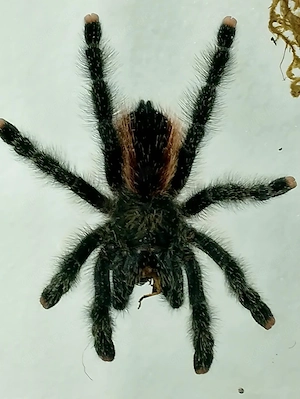 Avicularia jurensis m2 0.0.1