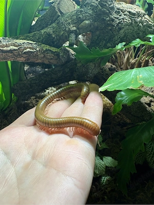 Tausendfüßer Spirostreptus spec. Tansania