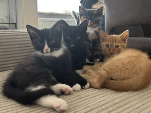 Unser Überraschungswurf sucht ein liebevolles Zuhause 