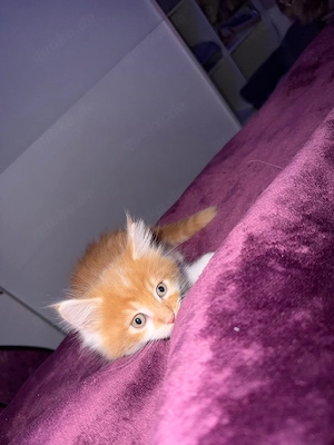 MaineCoon Schätze
