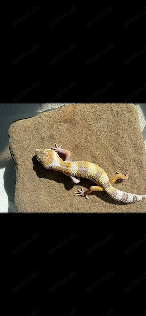 Leopardengecko 0.1 Mack Snow Tremper Albino 