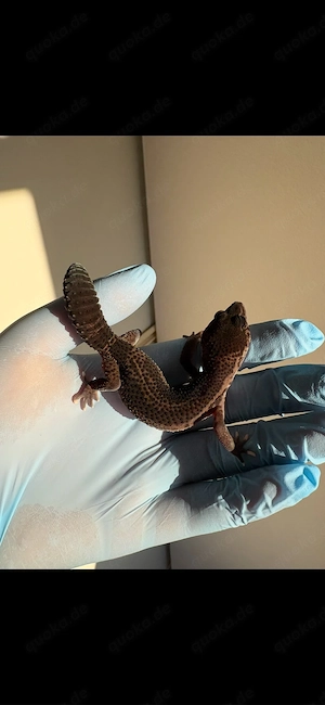 Leopardengecko 0.1 Black Night Mack Snow Eclipse 