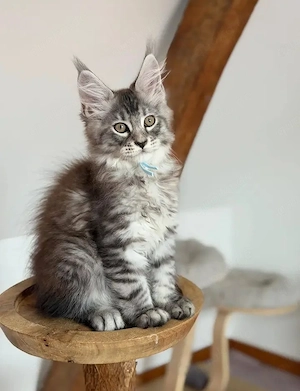 Traumhafte Maine-Coon-Kätzchen bereit für ihre neue Familie