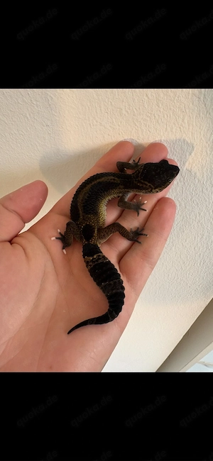 Leopardengecko 0.1 Black Night Mack Snow het Eclipse 
