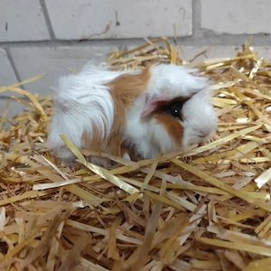 Mehrere Meerschweinchen Männchen 