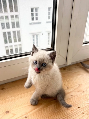 baby katzen blh bkh kitten reinrassig