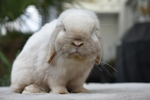 Geimpft Miniwidder Kaninchen Zwergwidder Hase Minilop Rammler 