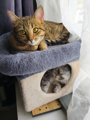 Katze Michling