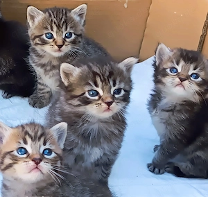  Süße BKH-Kitten   Kurzhaar & Langhaar   geboren am 30.07.2026 