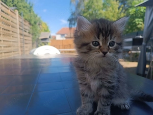  Süße BKH-Kitten   Kurzhaar & Langhaar   geboren am 30.07.2026 