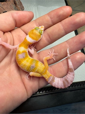 Leopardengecko Jungtiere 