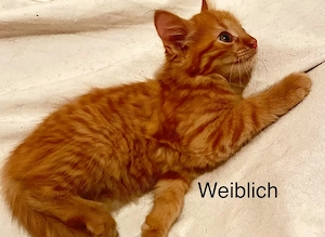 Kleine Kätzchen zu verkaufen
