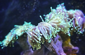 euphyllia glabresence sun of good 
