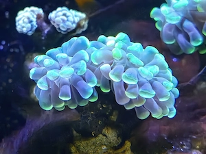 Euphyllia paraancora green