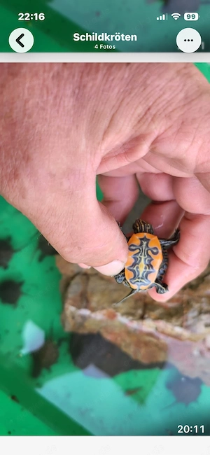 indianerschildkröte Chrysemys picta belli