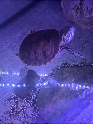indianerschildkröte Chrysemys picta belli