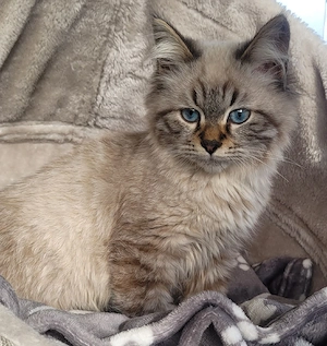 Neva Masquarade Sibirische Waldkatze 