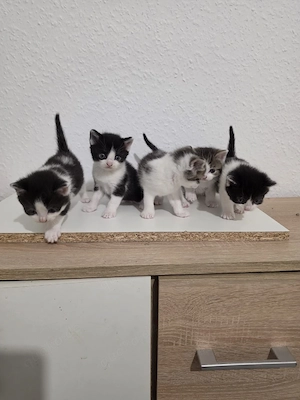 süße Britisch-Kurzhaar-Mix Kitten suchen ein liebevolles Zuhause