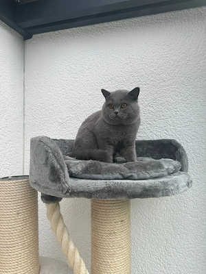 Deckkater BKH Blue Blutgruppe B