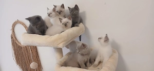 wunderschöne Bkh Kitten 