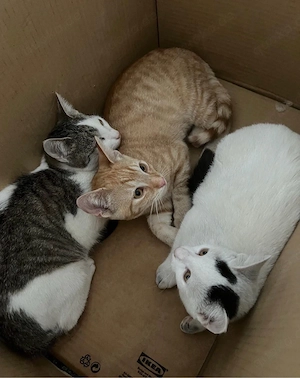 katzen babys 5 monate alt 
