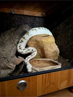 2 Königspython 0.2 mit Doppel Terrarium