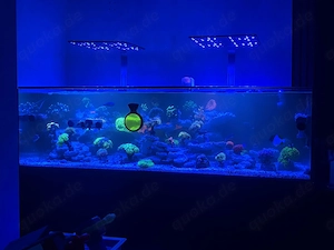 Meerwasseraquarium   Riffauflösung   Shallow Reef 160   60   45 cm   ATI Straton X   Dreambox 4