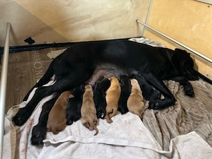 Unsere Labradoodle-Welpen sind da!