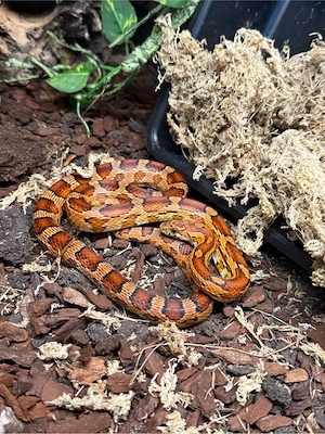 Kornnatter Nominat Pantherophis guttatus 0.0.1 + Terrarium