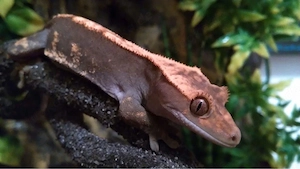 Kronengecko 1.0 Flame Correlophus ciliatus + Terrarium