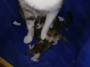 katzenbabys ab 16.11.