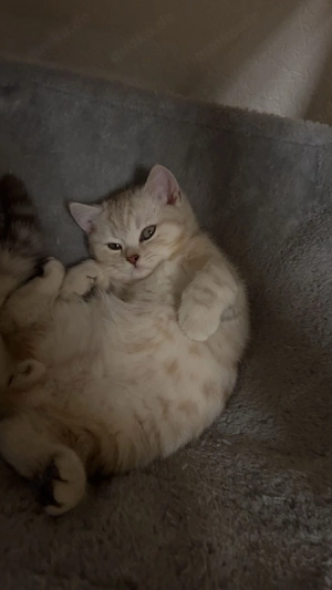Reinrassige BKH Kitten (Stammbaum)