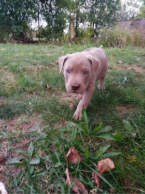 Verkaufe American Bully welpen 