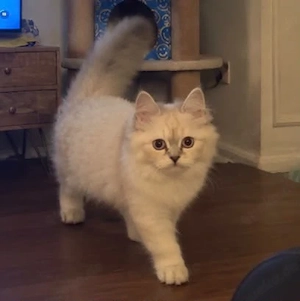Zwei Hauskatzen, ein Kater und eine Katze