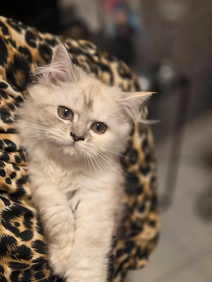 Zwei Hauskatzen, ein Kater und eine Katze