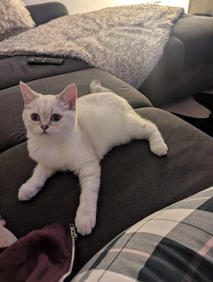 British Kurzhaar Kitten 