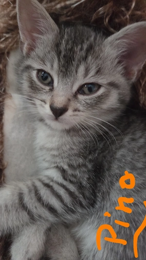Zuckers sse Seelenkitten BKH mix Siamtabby