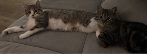 2 liebevolle Kater, 5 Monate   EKH Scottish-Straight-Mix   gerne zusammen