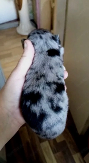 chihuhua welpen suxhen zuhauese 