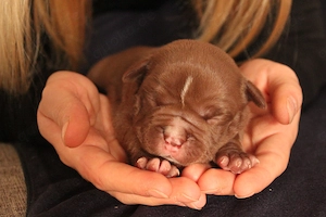 American Pocket Bully Welpen   suchen ihr   für immer Zuhause  