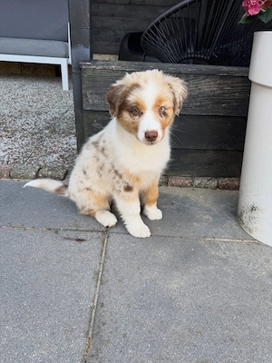 Australian-Shepherd-Rüde (Welpe) sucht ein Zuhause   Jack   