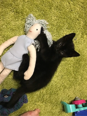  schwarze Kater und Weibchen