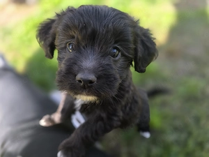 Miniaussiedoodles F1
