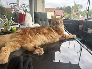    Wunderschöner Maine Coon Deckkater in Rot   XXL   