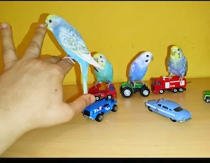 4 super zahm Wellensittiche handzahm Vögel 