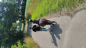 Reitbeteiligung für Shettys Bild 4