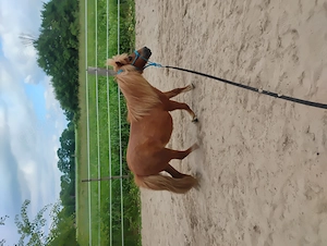 Reitbeteiligung für Shettys Bild 8